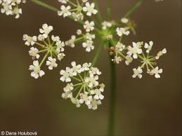 Attēlu rezultāti vaicājumam “Peucedanum oreoselinum flower”