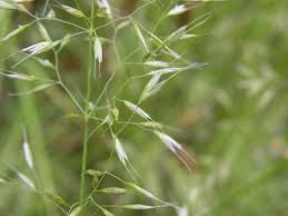 Attēlu rezultāti vaicājumam “Trisetum flavescens flower”