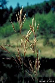 Attēlu rezultāti vaicājumam “Bromopsis inermis leaf”