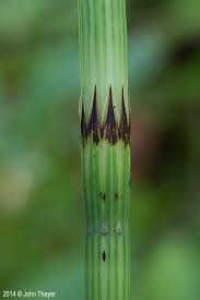 Attēlu rezultāti vaicājumam “Equisetum palustre”