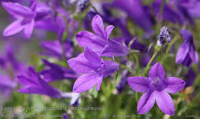 Image result for Campanula affinis