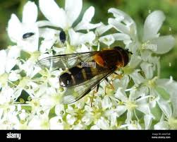 Attēlu rezultāti vaicājumam “Leucozona glaucia”