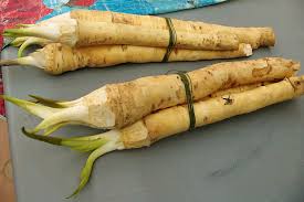 Attēlu rezultāti vaicājumam “Armoracia rusticana bud”