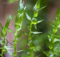 Attēlu rezultāti vaicājumam “Weissia squarrosa”