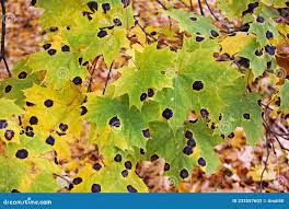 Attēlu rezultāti vaicājumam “Rhytisma acerinum”