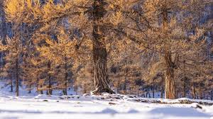 Attēlu rezultāti vaicājumam “Larix sibirica”