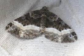 Attēlu rezultāti vaicājumam “Euphyia unangulata”