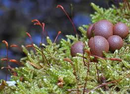 Attēlu rezultāti vaicājumam “Griselda ustomaculana”