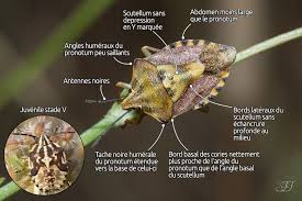 Attēlu rezultāti vaicājumam “Carpocoris purpureipennis”