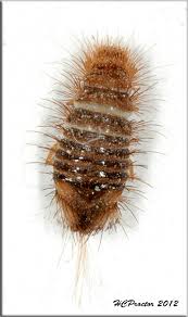 Attēlu rezultāti vaicājumam “Dermestidae”