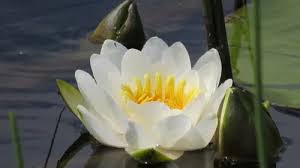 Attēlu rezultāti vaicājumam “Nymphaea candida flower”