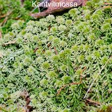 Attēlu rezultāti vaicājumam “Lejeunea cavifolia”