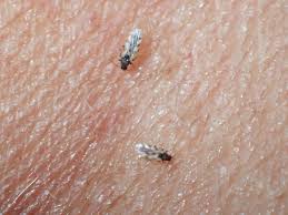 Attēlu rezultāti vaicājumam “Thecabius affinis imago”