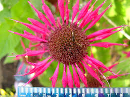 Attēlu rezultāti vaicājumam “Diderma montanum stalked”