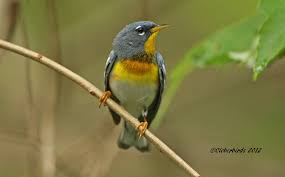 Image result for Parula americana