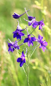 Image result for Consolida regalis