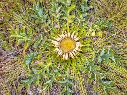Attēlu rezultāti vaicājumam “Carlina biebersteinii leaf”