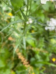 Attēlu rezultāti vaicājumam “Achillea ptarmica leaf”