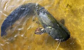 Image result for Silurus glanis