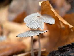Attēlu rezultāti vaicājumam “Coprinus sp.”