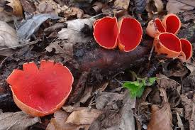 Attēlu rezultāti vaicājumam “Ascomycota”