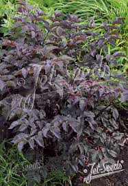 Attēlu rezultāti vaicājumam “Angelica sylvestris”