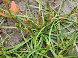 Attēlu rezultāti vaicājumam “Juncaginaceae”