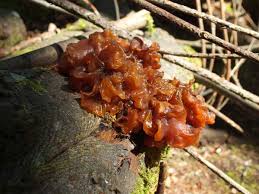 Attēlu rezultāti vaicājumam “Tremella foliacea”