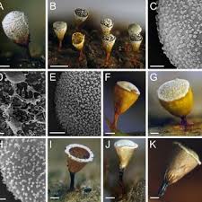 Attēlu rezultāti vaicājumam “Craterium sp.”
