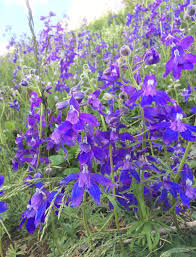 Image result for Delphinium