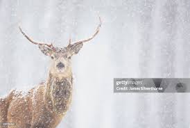 Attēlu rezultāti vaicājumam “Cervus elaphus”