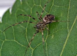 Attēlu rezultāti vaicājumam “Linyphiidae”