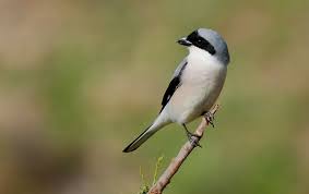 Attēlu rezultāti vaicājumam “Laniidae”