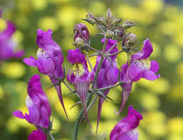 Attēlu rezultāti vaicājumam “Trioza dispar nymph”