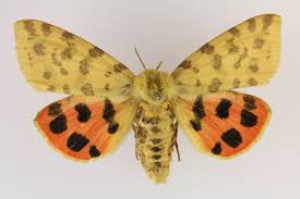 Attēlu rezultāti vaicājumam “Rhyparia purpurata”