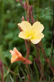 Image result for Oenothera odorata