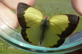 Attēlu rezultāti vaicājumam “Colias palaeno”