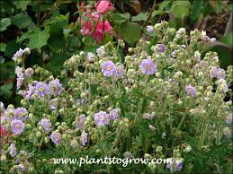 Image result for Geranium `Summer Skies`