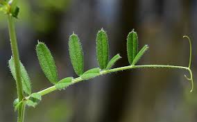 Attēlu rezultāti vaicājumam “Vicia sepium leaf”