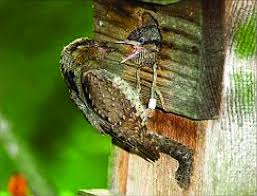 Attēlu rezultāti vaicājumam “Jynx torquilla adult”