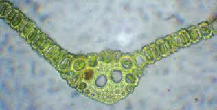 Attēlu rezultāti vaicājumam “Oxystegus tenuirostris”