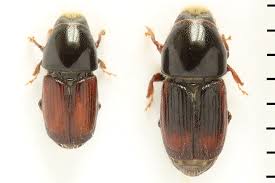 Attēlu rezultāti vaicājumam “Scolytus scolytus, Scolytus multistriatus”