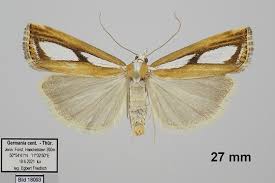 Attēlu rezultāti vaicājumam “Catoptria permutatellus”