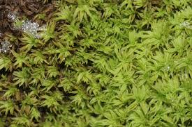 Attēlu rezultāti vaicājumam “Zygodon rupestris”