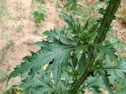 Attēlu rezultāti vaicājumam “Carduus crispus leaf”