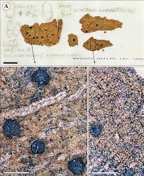 Attēlu rezultāti vaicājumam “Megalaria grossa”