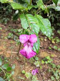Image result for Impatiens glandulifera