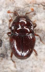 Attēlu rezultāti vaicājumam “Histeridae”