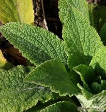 Image result for Fingerhut rot