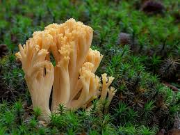 Attēlu rezultāti vaicājumam “Ramaria flava”